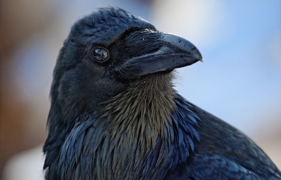 Raven-keith-williams-960x615